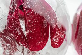 Alpenveilchen in Eis 4 von Marc Heiligenstein