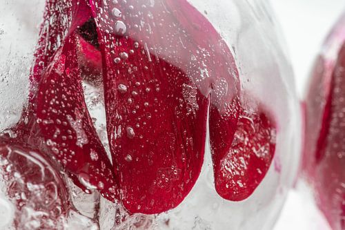 Alpenveilchen in Eis 4