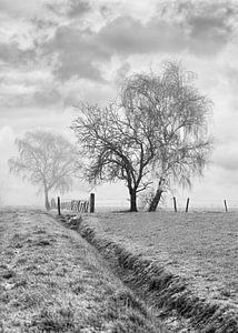 paysage brumeux d'hiver avec un fossé et des arbres dans un champ sur Tony Vingerhoets