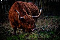 Schottischer Highlander in den Wäldern