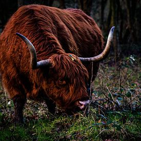 Schottischer Highlander in den Wäldern von Wietske Uffelen