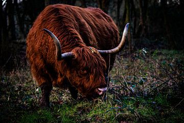 Schottischer Highlander in den Wäldern von Wietske Uffelen