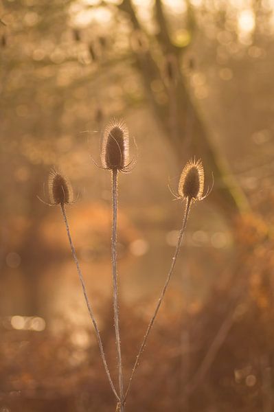 Ein schöner Winternachmittag (vertikal) Blühende Disteln im goldenen Sonnenlicht) von Birgitte Bergman