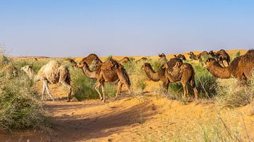 Kamelen trekken door Sahara, Tunesië