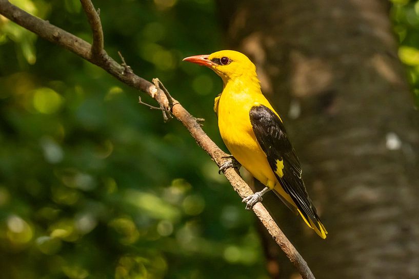 the oriole, Oriolus oriolus by Gert Hilbink