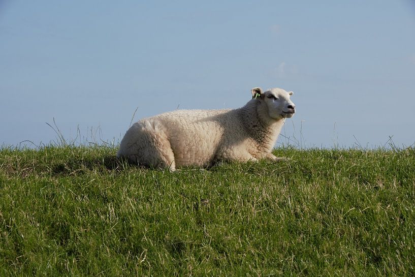 Moutons sur la digue par Niendem