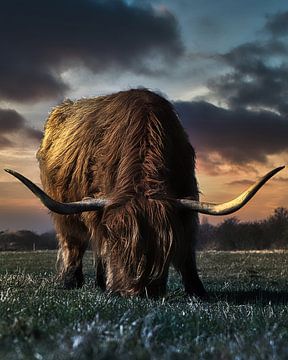 My favourite Highlander bull by Wim van Beelen