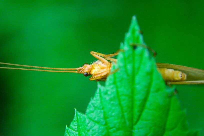 Hello! macro von Hilda Palm