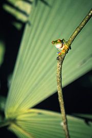 Rotäugiger Laubfrosch bei Nacht von Fulltime Travels