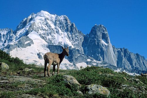 Bouquetin facing the Green Needle