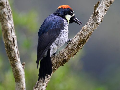acorn woodpecker