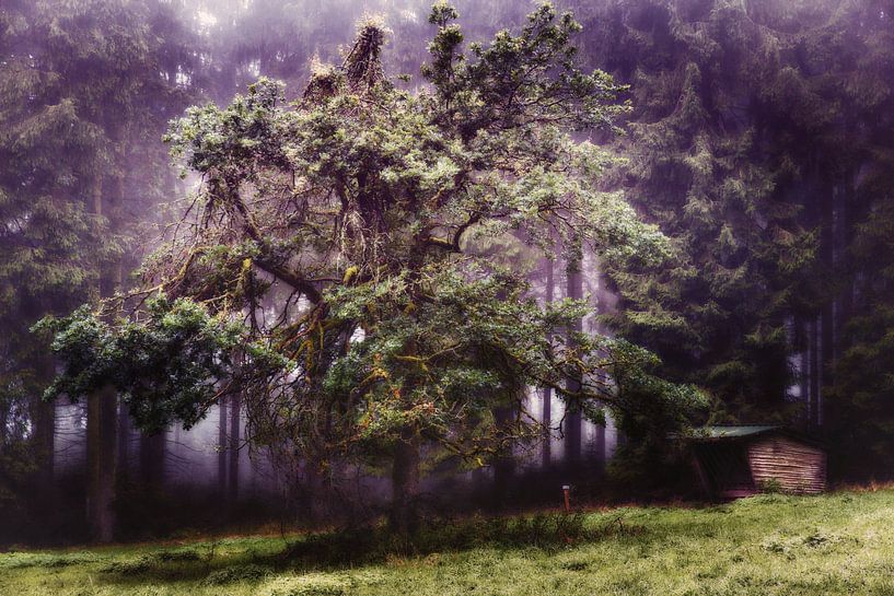 Mystischer Baum @ Botrange von Rob Boon