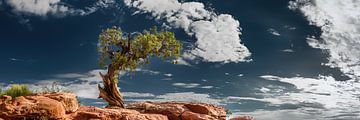 Vieux arbre du sud-ouest des États-Unis sur Voss Fine Art Fotografie