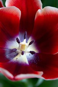 Rode tulp. van Kathy Orbie