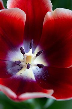 Rote Tulpe. von Kathy Orbie