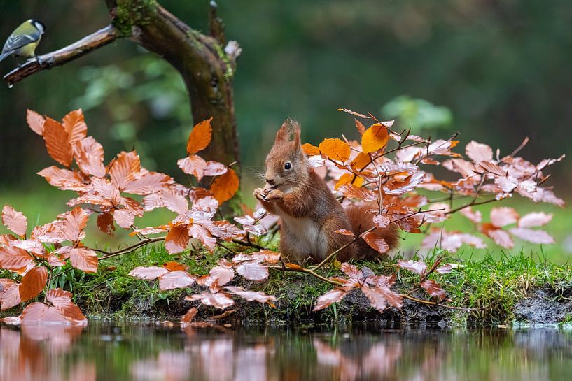 red squirrel by gea strucks