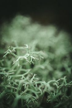 Detailaufnahme von Moos