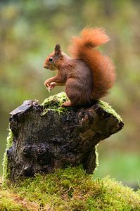 Squirrel on the lookout sur Astrid Brenninkmeijer