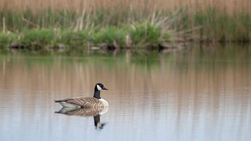 Canadese gans op spiegelglad water van Bas Ronteltap