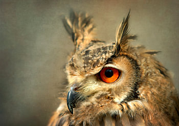 Mystic Eyes