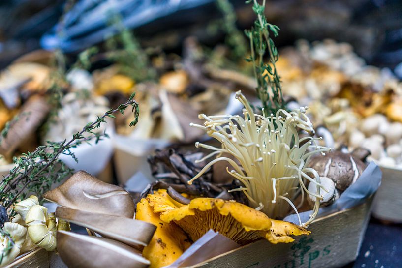 Mushroom collection on the mark by Joost Potma