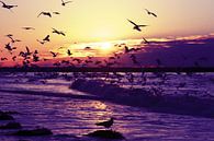 Honderden meeuwen bij de noordzee kust bij zonsondergang von Eye on You Miniaturansicht