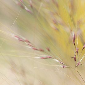 Close up of Stipa grass with seeds by Joachim Küster