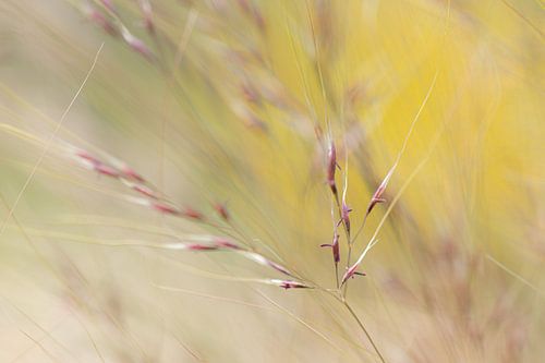 Nahaufnahme von Stipa-Gras mit Samen