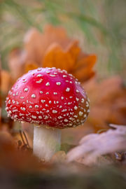 La magie de l'automne – l'amanite tue-mouche sur Christianne de Weerd