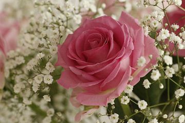 Roze roos met gipskruid van Cora Unk