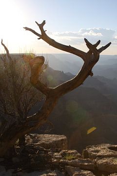 Grand Canyon dead tree in golden hour by Wijgert IJlst