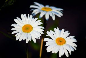 DAISIES van Ans de Bie