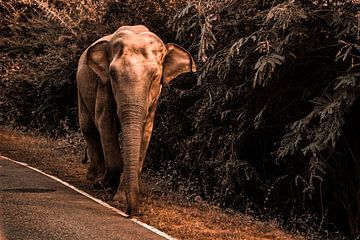 Elefant von Fotoverliebt - Julia Schiffers