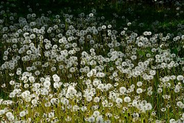 uitgebloeide paardenbloemen