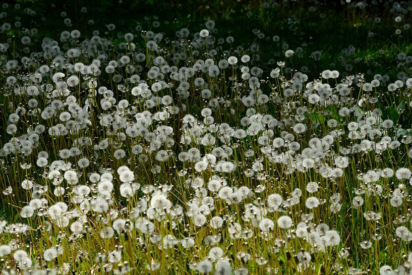 uitgebloeide paardenbloemen von Petra De Jonge