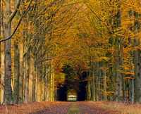 Herfst in het bos