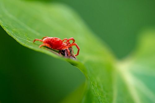 Flueelmijt von Raymond Schrave