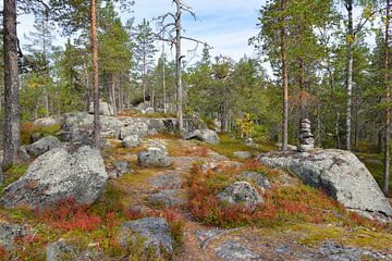 Björnlandet Nationaal Park in Zweden van Karin Jähne