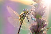 Bruinrode heidelibel ochtendlicht van Dennis van de Water thumbnail