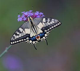 Swallowtail by Ingrid Ronde