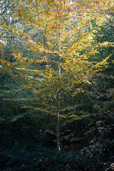 The Young Beech Tree by Antoine Ramakers