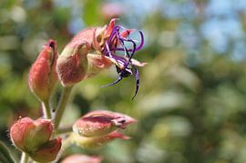 Fleur de princesse, Tibouchina urvilleana, fleur violette sur Janina S.