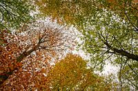 Canopy in autumn colors