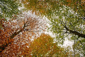 Bladerdak in herfstkleuren van KCleBlanc Photography