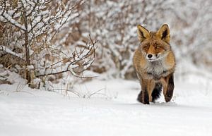 Vos lopend door de sneeuw van Menno Schaefer