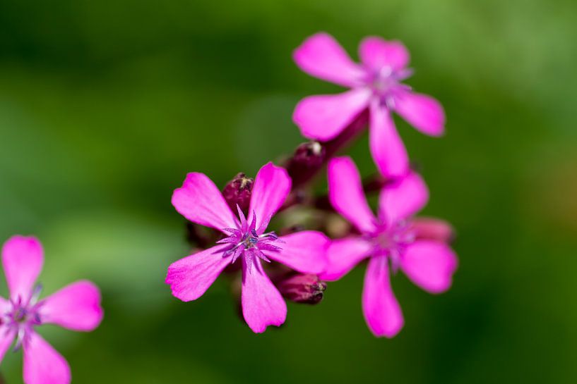 Joyeuse violette - photographie de nature par QEIMOY