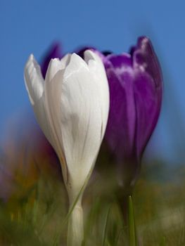 Crocus blancs et violets