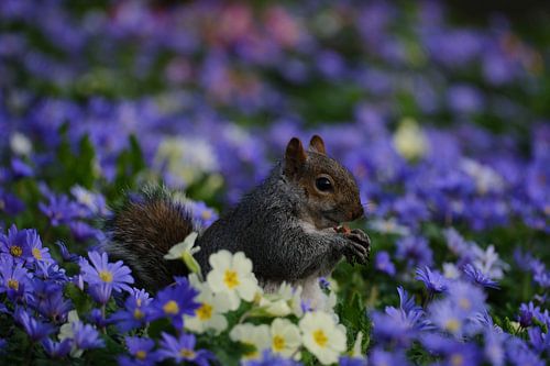 Squirrel in the flowers