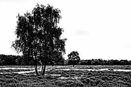 Monochrome Heidelandschaft in den Niederlanden