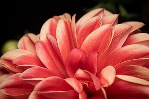 Florale Fotografie